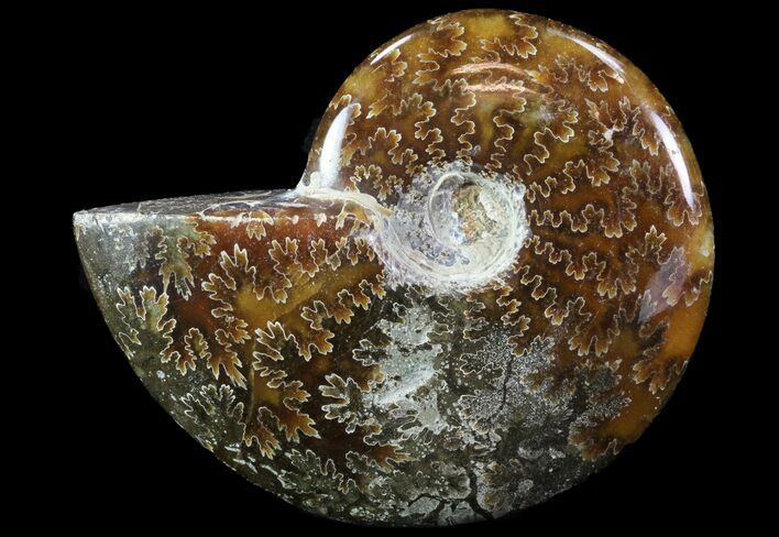 Polished, Agatized Ammonite (Cleoniceras) - Madagascar #75961